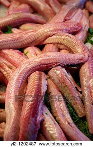 Stock Photo - Fresh Palombo - Dog Fish - Venice Rialto Fish Market. Fotosearch