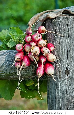 Fresh radish harvest. View Large Photo Image Picture - Fresh radish harvest.. Fotosearch