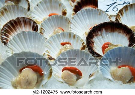 Fresh scallops in their shells on ice at Venice Fish market - Venice - Italy View Large Photo Image Stock Photography - Fresh scallops in their shells on ice at Venice Fish market - Venice - Italy. Fotosearch