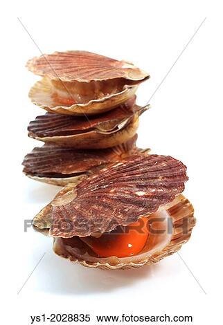 Fresh Scallops, pecten maximus against White Background. View Large Photo Image Stock Photography - Fresh Scallops, pecten maximus against White Background.. Fotosearch