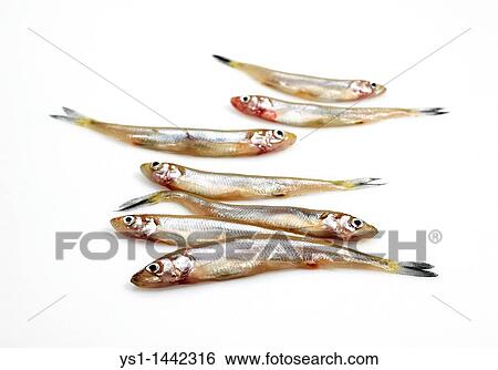 FRESH SMELTS osmerus eperlanus AGAINST WHITE BACKGROUND View Large Photo Image Stock Photograph - FRESH SMELTS osmerus eperlanus AGAINST WHITE BACKGROUND. Fotosearch
