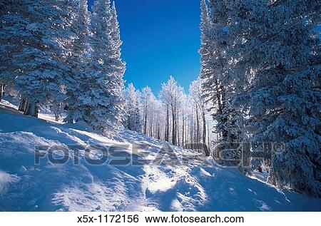Stock Photograph - Fresh snow at Steamboat ski area in Colorado USA. Fotosearch