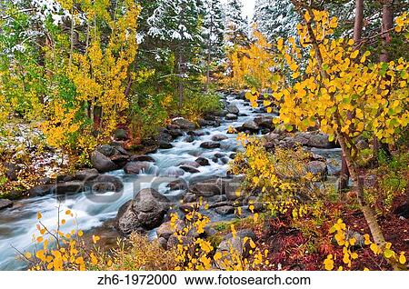 Fresh snow on fall aspens and pines along Bishop Creek, Inyo National Forest, Sierra Nevada Mountains, California USA. View Large Photo Image Stock Image - Fresh snow on fall aspens and pines along Bishop Creek, Inyo National Forest, Sierra Nevada Mountains, California USA.. Fotosearch
