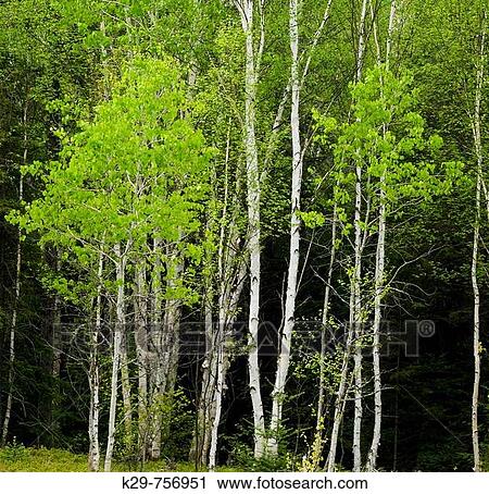 Stock Image - Fresh spring foliage in aspen trees with white birch tree trunks. Fotosearch