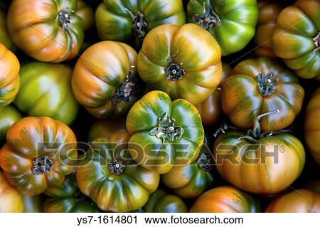 Fresh tomatoes sold at the street market of Campo dei Fiori, Rome, Lazio, Italy, Europe View Large Photo Image Stock Image - Fresh tomatoes sold at the street market of Campo dei Fiori, Rome, Lazio, Italy, Europe. Fotosearch