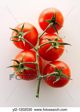 Stock Image - Fresh Tomatoes. Fotosearch