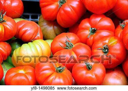 Fresh tomatoes View Large Photo Image Stock Photography - Fresh tomatoes. Fotosearch