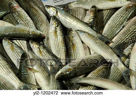 Stock Image - Fresh Volpine - Venice Rialto Fish Market. Fotosearch