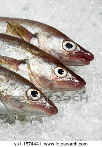 Fresh Whiting, merlangius merlangus, Fishes on Ice View Large Photo Image Stock Image - Fresh Whiting, merlangius merlangus, Fishes on Ice. Fotosearch