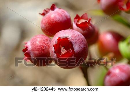 Fresh whole blueberries growing View Large Photo Image Stock Photography - Fresh whole blueberries growing. Fotosearch