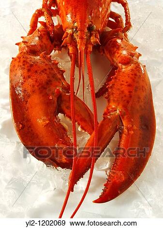Fresh whole lobster View Large Photo Image Stock Photo - Fresh whole lobster. Fotosearch