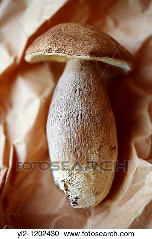 Stock Image - Fresh woodland Ceps - wild mushrooms. Fotosearch