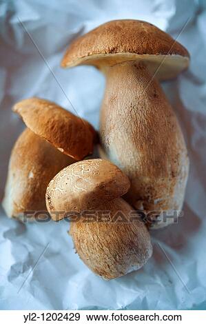 Stock Photo - Fresh woodland Ceps - wild mushrooms. Fotosearch