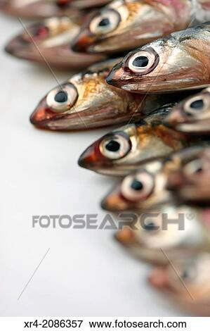 Stock Photo - freshly caught anchovies in the Cantabrian Sea. Fotosearch