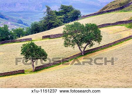 Freshly Cut Grass near Keld Swaledale Yorkshire Dales England View Large Photo Image Stock Photo - Freshly Cut Grass near Keld Swaledale Yorkshire Dales England. Fotosearch