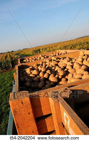 Freshly dug potatoes in wooden boxes on potato field View Large Photo Image Picture - Freshly dug potatoes in wooden boxes on potato field. Fotosearch