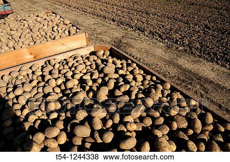Freshly harvested potatoes on a German Field View Large Photo Image Stock Photo - Freshly harvested potatoes on a German Field. Fotosearch