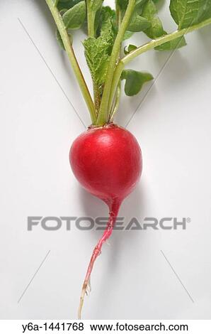 Freshly picked radish on white background View Large Photo Image Stock Photo - Freshly picked radish on white background. Fotosearch