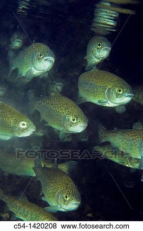 Stock Photo - Freshwater River, Rainbow trout (Oncorhynchus mykiss), Puerto de Tarna, Asturias, Spain. Fotosearch