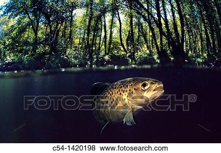 Freshwater River, Sea trout (Salmo trutta trutta), Rio Tea, Galicia, Spain View Large Photo Image Stock Photo - Freshwater River, Sea trout (Salmo trutta trutta), Rio Tea, Galicia, Spain. Fotosearch