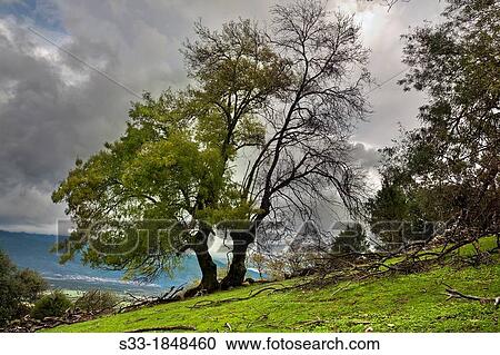 Fresno Fraxinus excelsior in the Maraespesa hill? vila Castilla Le? n Spain View Large Photo Image Stock Image - Fresno Fraxinus excelsior in the Maraespesa hill? vila Castilla Le? n Spain. Fotosearch
