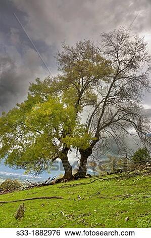 Fresno Fraxinus excelsior in the Mataespesa hill Higuera de las Dueas? vila Castilla Le? n Spain View Large Photo Image Stock Photograph - Fresno Fraxinus excelsior in the Mataespesa hill Higuera de las Dueas? vila Castilla Le? n Spain. Fotosearch