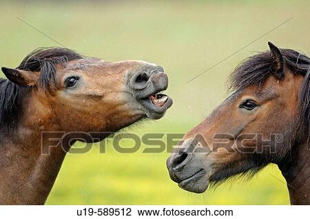 Stock Image - Friendly behaviour between stallions in a field. Fotosearch