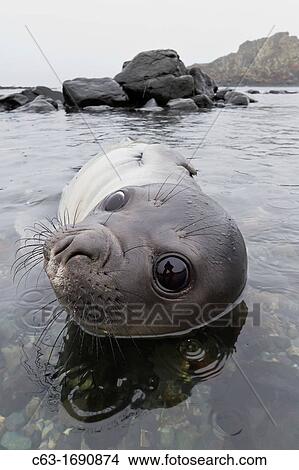 Friendly southern elephant seal Mirounga leonina weaner pup close up on the beach at Snow Island, Antarctica View Large Photo Image Picture - Friendly southern elephant seal Mirounga leonina weaner pup close up on the beach at Snow Island, Antarctica. Fotosearch