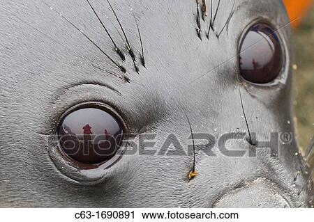 Friendly southern elephant seal Mirounga leonina weaner pup close up on the beach at Snow Island, Antarctica View Large Photo Image Stock Image - Friendly southern elephant seal Mirounga leonina weaner pup close up on the beach at Snow Island, Antarctica. Fotosearch