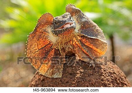 Picture - Frill-necked Lizard (Chlamydosaurus kingii). Northern Territory, Australia. Fotosearch