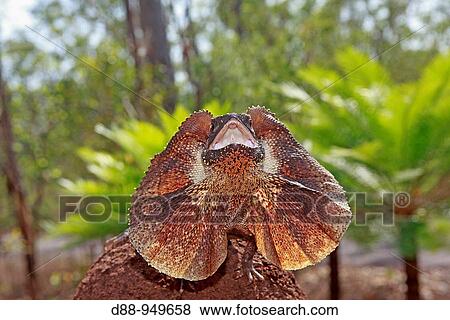 Frill-necked Lizard (Chlamydosaurus kingii), Northern Territory, Australia View Large Photo Image Stock Photo - Frill-necked Lizard (Chlamydosaurus kingii), Northern Territory, Australia. Fotosearch