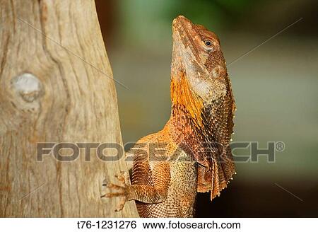 frill-necked lizard Chlamydosaurus kingii in Perth, Australia View Large Photo Image Stock Photograph - frill-necked lizard Chlamydosaurus kingii in Perth, Australia. Fotosearch