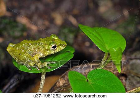 Frog. Image taken at Kampung Skudup, Sarawak, Malaysia. View Large Photo Image Stock Image - Frog. Image taken at Kampung Skudup, Sarawak, Malaysia.. Fotosearch