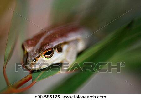 Frog (Litoria moorei), Australia View Large Photo Image Stock Photography - Frog (Litoria moorei), Australia. Fotosearch