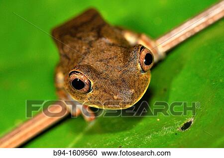 Stock Image - Frog, Madidi National Park in the upper Amazon river basin in Bolivia.. Fotosearch