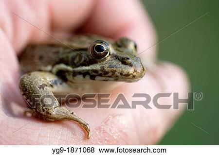 Frog Rana ridibunda View Large Photo Image Stock Photo - Frog Rana ridibunda. Fotosearch