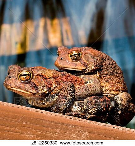 Frogs mating in pond. View Large Photo Image Stock Image - Frogs mating in pond.. Fotosearch