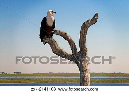 From Victoria Falls is possible to visit the nearby Botswana. Specifically Chobe National Park. View Large Photo Image Stock Photo - From Victoria Falls is possible to visit the nearby Botswana. Specifically Chobe National Park. . Fotosearch