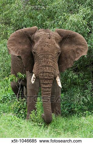 Front view of a male elephant, ears flapping, in the bush, at Lake Manyara National Park a national park in Arusha Region, United Republic of Tanzania View Large Photo Image Stock Photography - Front view of a male elephant, ears flapping, in the bush, at Lake Manyara National Park a national park in Arusha Region, United Republic of Tanzania. Fotosearch