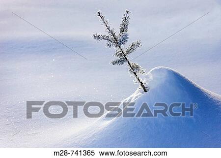Frost covered Douglas Fir (Pseudotsuga menziesii) sapling View Large Photo Image Stock Photography - Frost covered Douglas Fir (Pseudotsuga menziesii) sapling. Fotosearch