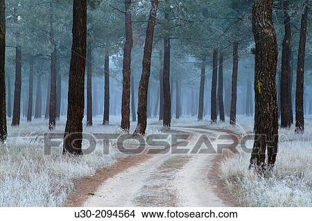 Frost in a pinewood in winter. Nieva village, in Segovia province. Spain. View Large Photo Image Picture - Frost in a pinewood in winter. Nieva village, in Segovia province. Spain.. Fotosearch