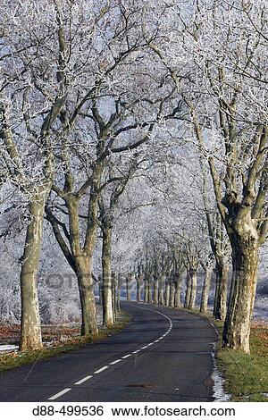 Frost on plane trees. View Large Photo Image Stock Photograph - Frost on plane trees.. Fotosearch