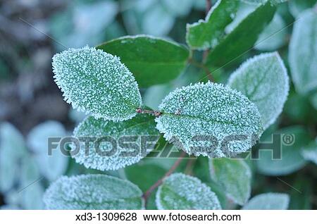 Frost on Salal (Gaultheria shallon) leaves, Stanley Park, Vancouver, British Columbia, Canada View Large Photo Image Stock Photo - Frost on Salal (Gaultheria shallon) leaves, Stanley Park, Vancouver, British Columbia, Canada. Fotosearch