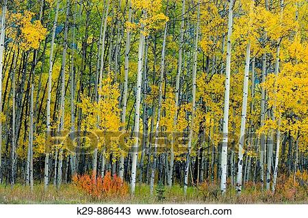 Frosted aspens and colourful shrub in autumn View Large Photo Image Stock Image - Frosted aspens and colourful shrub in autumn. Fotosearch