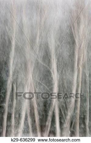 Frosted birch trees_ camera movement View Large Photo Image Stock Photo - Frosted birch trees_ camera movement. Fotosearch