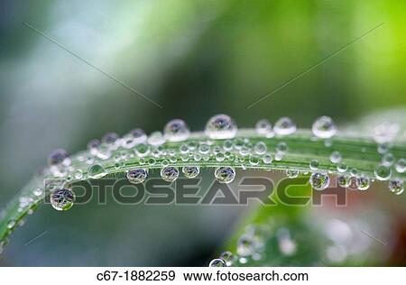 frosted Dew on grass View Large Photo Image Stock Photo - frosted Dew on grass. Fotosearch