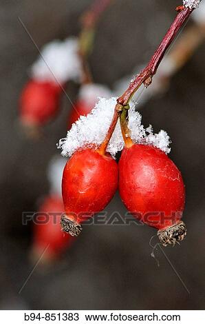 Frosted fruits of Dog Rose (Rosa canina). Osseja, Languedoc-Roussillon, Pyrenees Orientales, France View Large Photo Image Stock Image - Frosted fruits of Dog Rose (Rosa canina). Osseja, Languedoc-Roussillon, Pyrenees Orientales, France. Fotosearch
