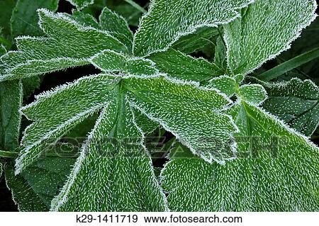 Stock Photo - Frosted Geum/aven leaves. Fotosearch