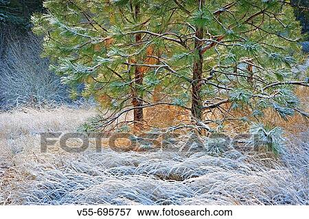 Frosted grasses and small pine tree in sunshine View Large Photo Image Stock Photo - Frosted grasses and small pine tree in sunshine. Fotosearch
