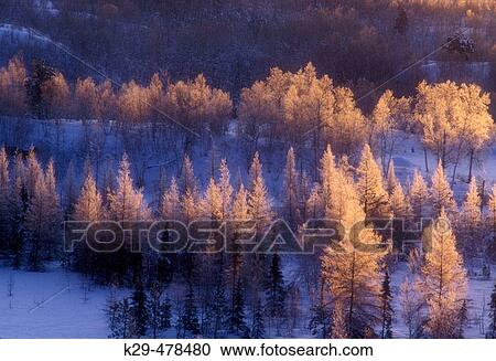 Frosted larch trees at sunrise. Lively. Ontario, Canada View Large Photo Image Stock Image - Frosted larch trees at sunrise. Lively. Ontario, Canada. Fotosearch